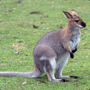 Just A Wallaby