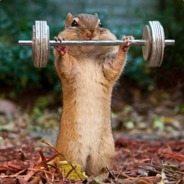 Gym Rodent