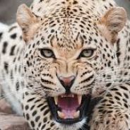 {V.O.D}_Blood Leopard {l}