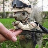 SergeantSquirrel[E]