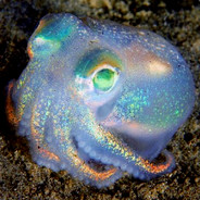 Holographic Cephalopod