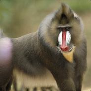 Ass Baboon