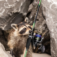 Raccoon with a rod