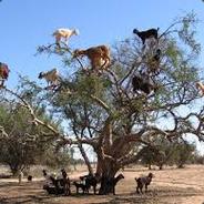 Tree Goat