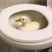 duck in toilet